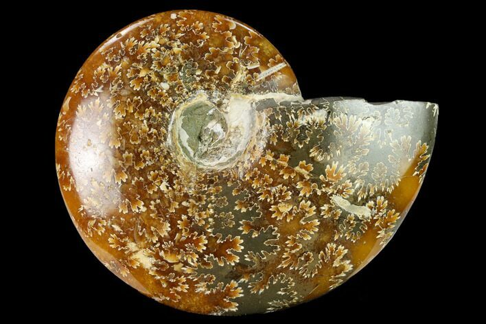 Polished Ammonite (Cleoniceras) Fossil - Madagascar #166675